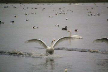 A view of a Whooper Swan in flight at Martin Mere Nature Reserve