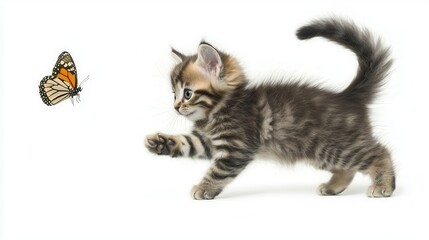 Obraz premium A playful kitten chasing a butterfly in a meadow, with its tail lifted in excitement, on a white isolated background
