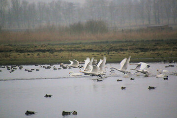 A view of a Whooper Swan in flight at Martin Mere Nature Reserve