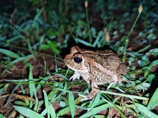 beautiful, cute, wild, bright brown frog with pimples, small frog with black bulging eyes, sitting in the green grass at night in India