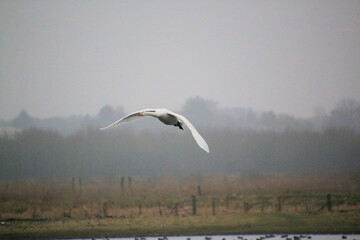 A view of a Whooper Swan in flight at Martin Mere Nature Reserve