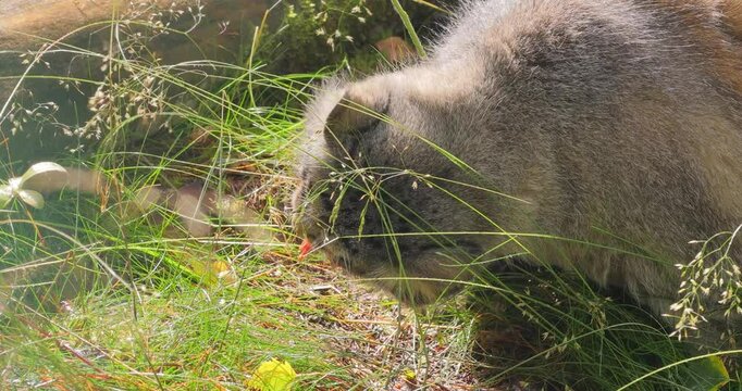 Pallas's cat (Otocolobus manul), also known as the manul, is a small wild cat with long and dense light grey fur, and rounded ears set low on the sides of the head.