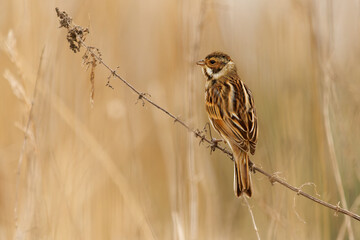 Fototapeta premium Common reed bunting - Emberiza schoeniclus passerine bird in Emberizidae, breeds across Europe, most birds migrate south in winter, sitting in the reeds