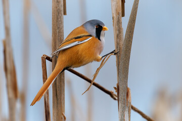 Bearded reedling - Panurus biarmicus beautiful long-tailed passerine bird found in reed beds near water in Eurasia, also Bearded tit or Bearded parrotbill, family Panuridae, feed on the reed