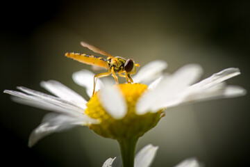 bee sitting on a blossom from a tripleurospermum maritimum 