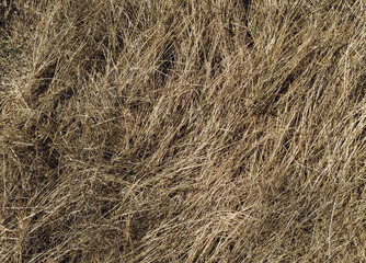Old dried brown grass in the autumn forest. Texture of couch grass and other herbs.