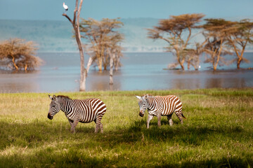 Zebras in the  african savannah © Tatyana_Drujinina