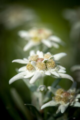 beautiful edelweiss blossom, a alpine flower, in the garden