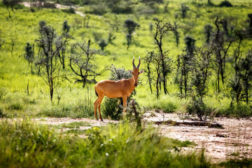 Kongoni antelope in the Serengeti National Park, Africa