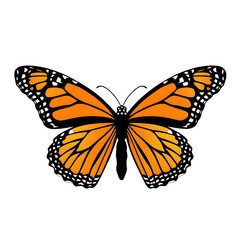 HD Vector Art of a Monarch Butterfly with Orange and Black Wing Patterns