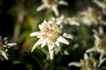 beautiful edelweiss blossom, a alpine flower, in the garden