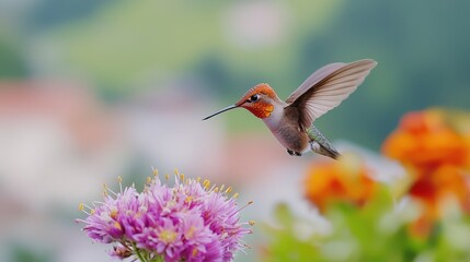 Fototapeta premium A tiny hummingbird hovering near a bright flower, with its wings a blur of motion, on a white background
