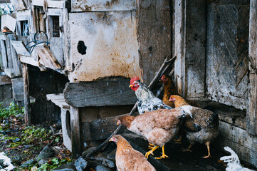 Several chickens standing outside a weathered wooden coop on a snowy day, showcasing rustic farm life in winter. 