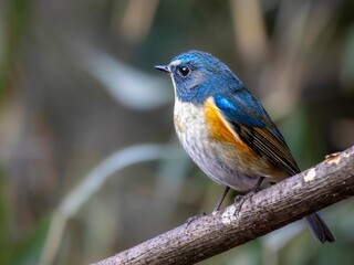 森の中で枯れ木に留まって周りを見渡しているルリビタキの雄
