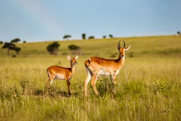 Fotobehang Kob antelope with baby in the african savannah © Tatyana_Drujinina