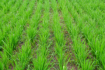 Green rice fields that grow fertile