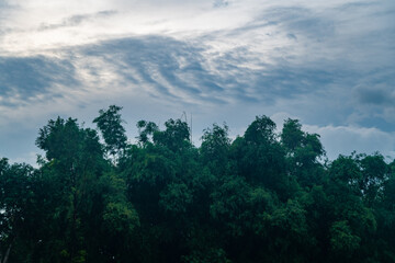 background of lush tree leaves with cloudy sky