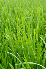 Morning dew drops on green rice leaves