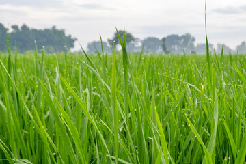 Obraz premium Morning dew drops on green rice leaves