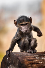 Baboon baby sitting on the tree
