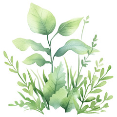 Obraz premium simple watercolor illustration of A Mizuna, on the edge of it, against a white background. 