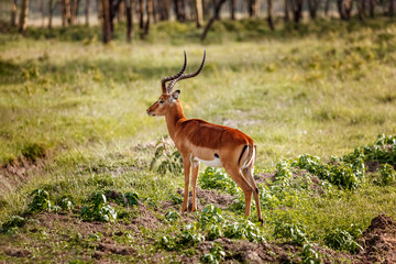 Impala antelope in the wild in african savannah
