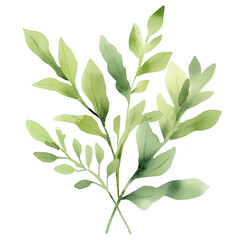 Fototapeta premium simple watercolor illustration of A Mizuna, on the edge of it, against a white background. 