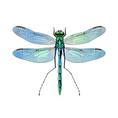 Detailed Dragonfly Illustration on a Clean Transparent Background