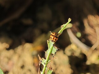 Ladybug on Damaged Leaf in Natural Environment