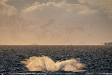 Humpback whale Splash in Antarctica
