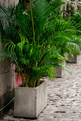 Fern plant in a big pot  inside Intramuros Manila.