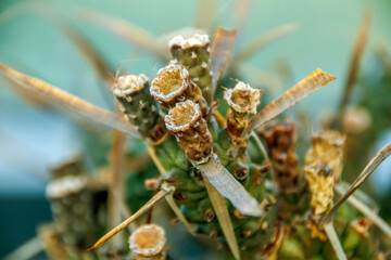 close up pruned plant branches in the garden
