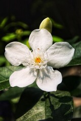 detailed white flowers with five crowns and a beautiful yellow center