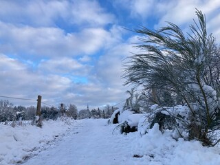 Feldweg mit Weidezaun und Ginster im Schnee im Winter mit zauberhafter Wolkenformation am blauen...