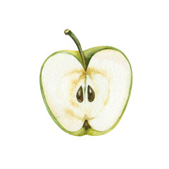 The watercolor green apple in the section is hand-drawn. Half of an apple with seeds and a branch is isolated on a white background. Botanical illustration.