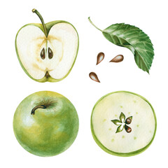 Watercolor apple set. A whole green apple and an apple cut with seeds and a green leaf. The parts of the fruit are isolated on a white background. Botanical illustration.