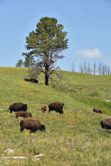 Herd of Grazing Bison Herd in the Dakotas