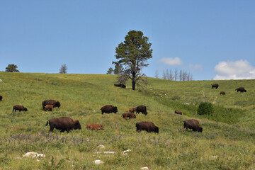 Herd of Wild Buffalos Grazing on Rolling Hills