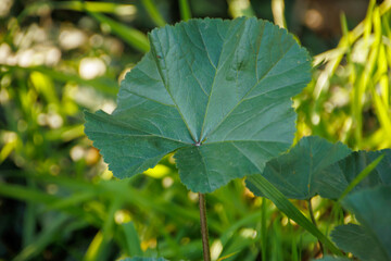 large green leaves on a plant in the field