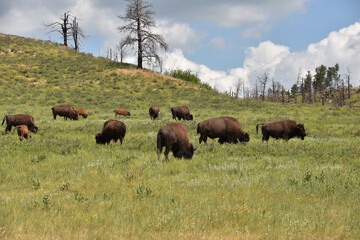 Grazing Herd of North American Bison in a Valley