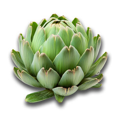 Fototapeta premium High-resolution close-up of fresh artichoke on transparent background for food photography and design 7