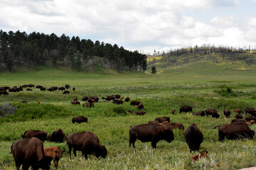 Large Herd of Roaming Bison in South Dakota