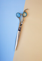 Professional grooming scissors on sand and blue pastel background.Pet grooming concept. Top view.