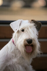 portrait of sealyham terrier sitting on a bench