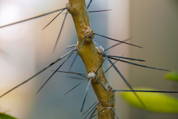 close-up thorny body of cactus plant