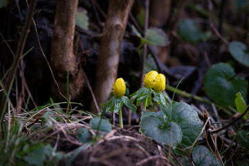 a close-up of a winter aconite plant covered with raindrops