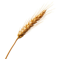 Ear of Wheat Spikelet Transparent Background
