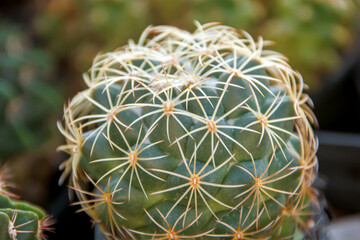 Obraz premium close-up view of upper head of prickly cactus in the garden