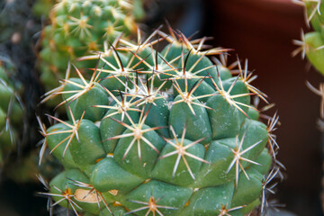 close-up view of upper head of prickly cactus