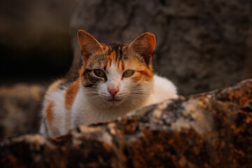 Gatito a la expectativa